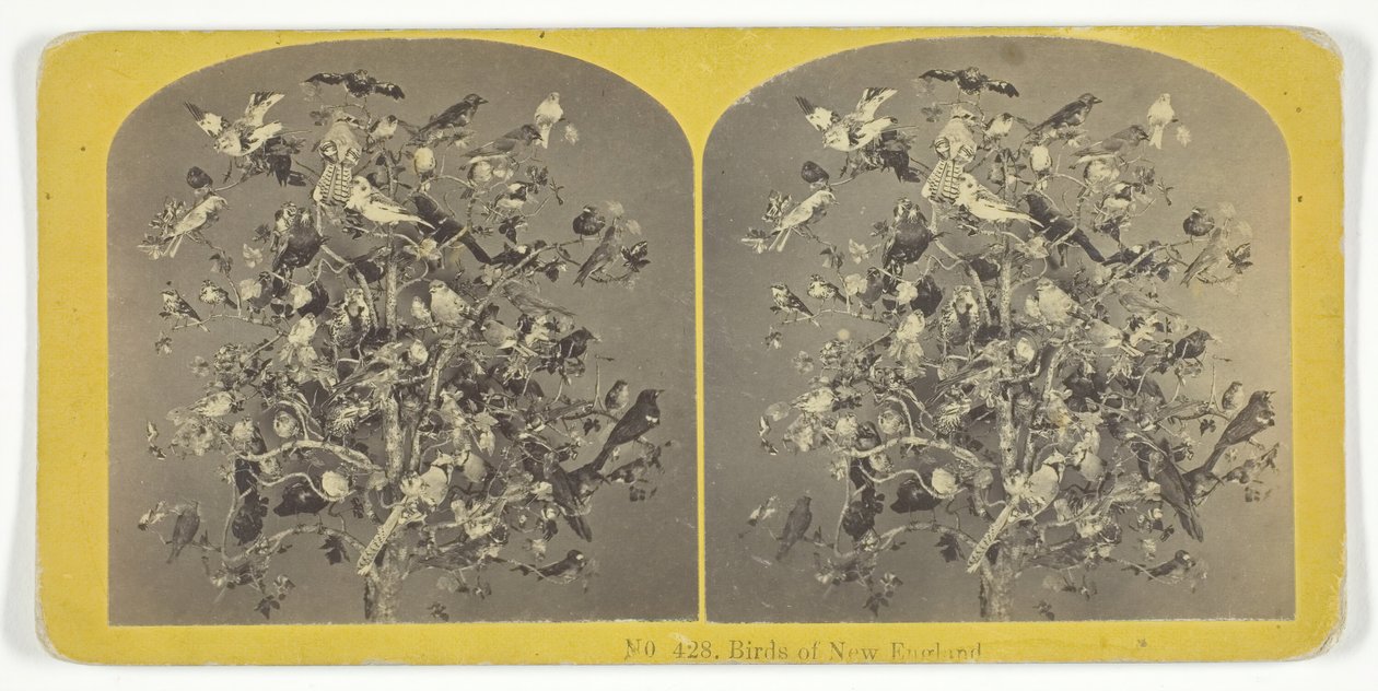 Vogels van New England, 1855-75 door Kilburn Brothers, BW Kilburn