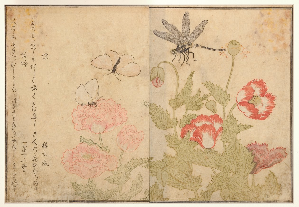 Vlinder en libel, 1788 door Kitagawa Utamaro