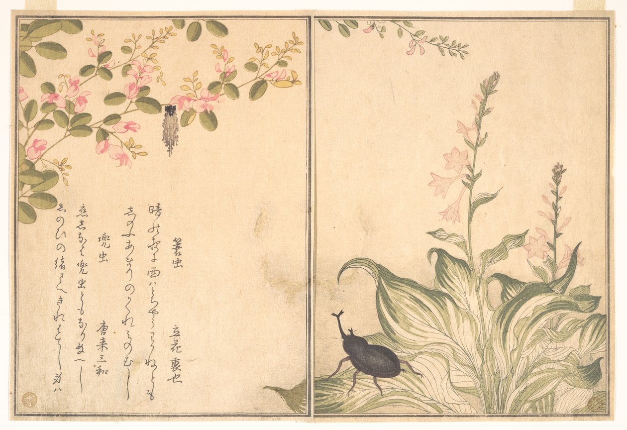 Zakjesdrager (Minomushi); neushoornkever (Kabutomushi), uit het Prentenboek van kruipende schepselen (Ehon mushi erami) door Kitagawa Utamaro
