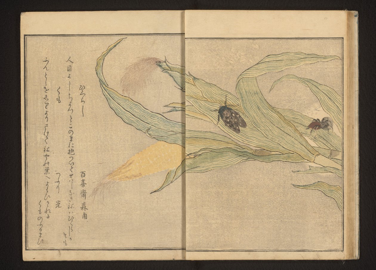 Cicade en spin op maïs door Kitagawa Utamaro