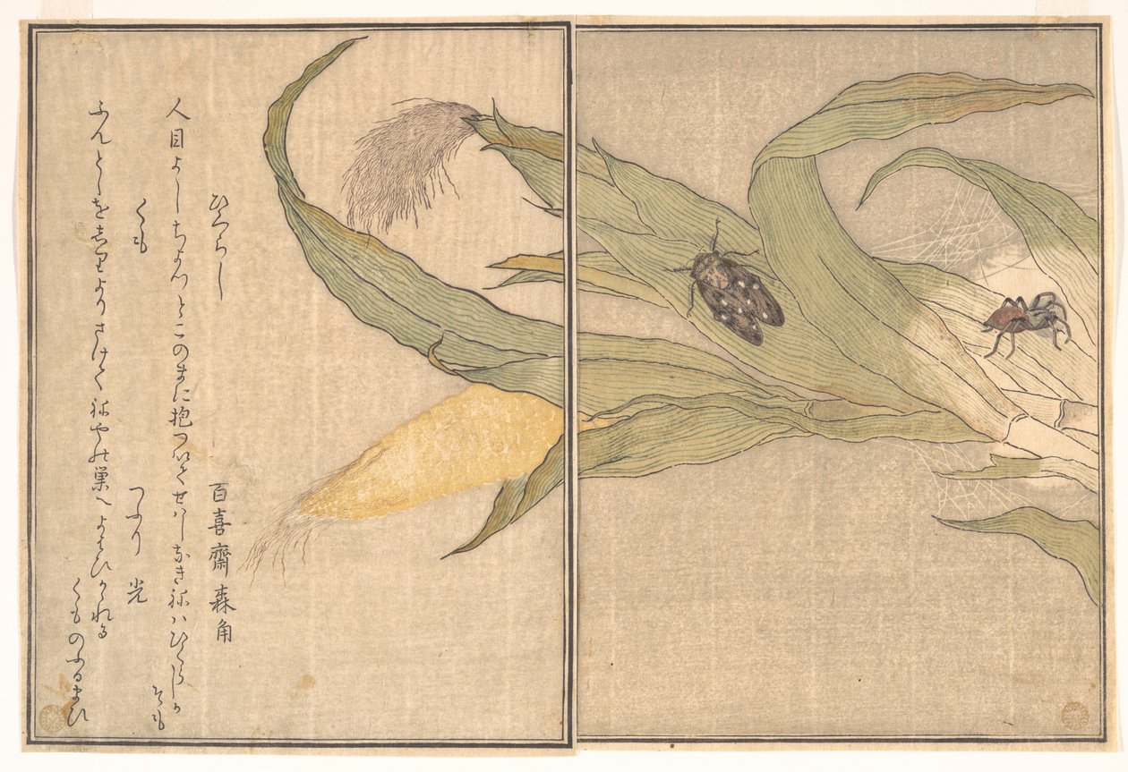 Avondcicade, Higurashi; spin, Kumo, uit het Prentenboek van kruipende wezens (Ehon mushi erami) door Kitagawa Utamaro