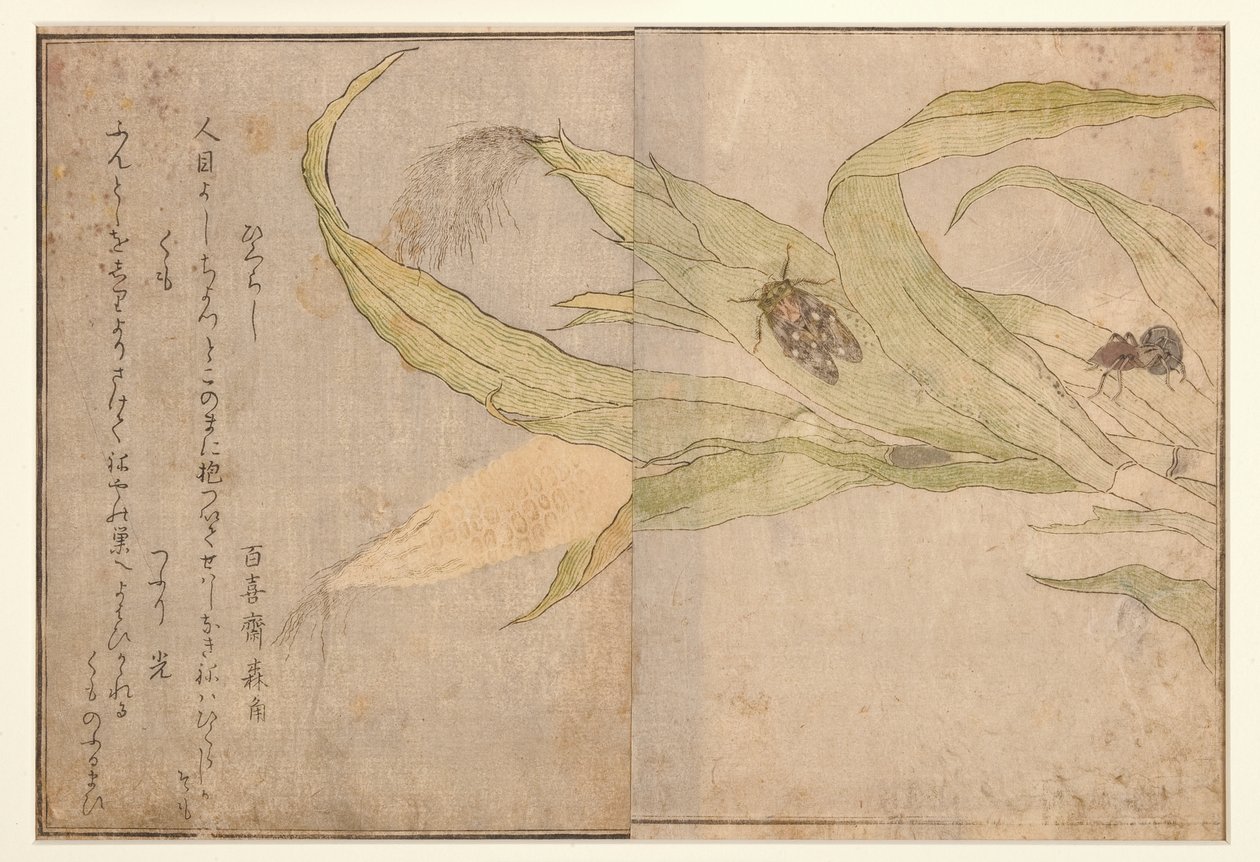 Higurashi en spin, 1788 (houtsnede) door Kitagawa Utamaro
