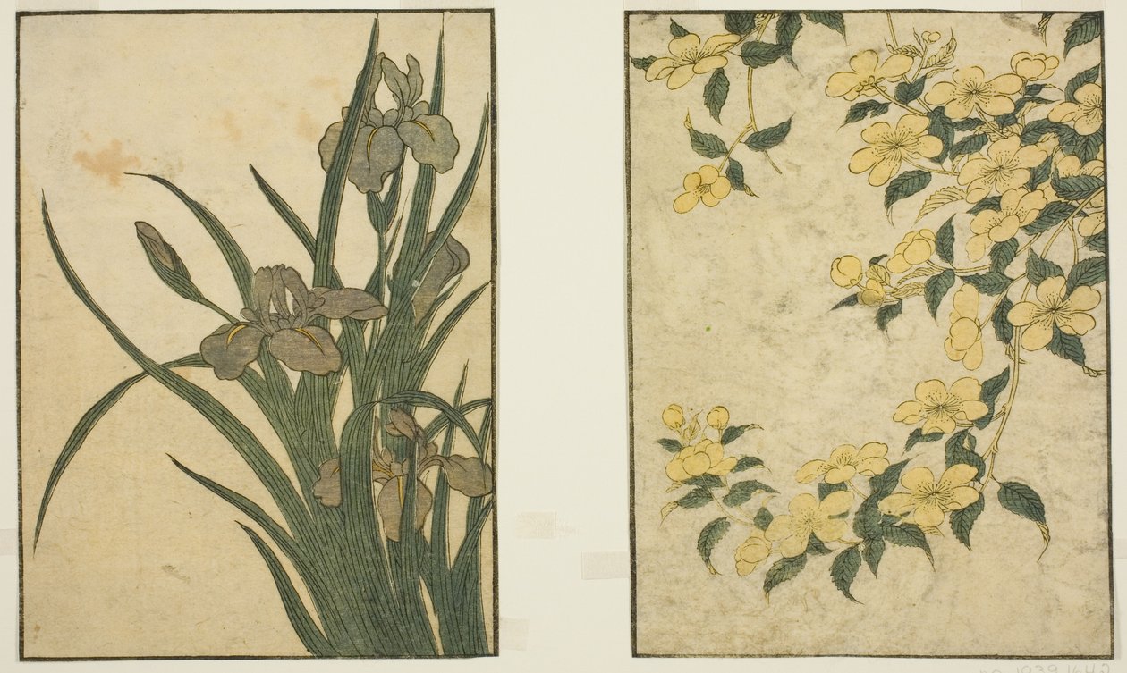 Kerria en Iris, uit het geïllustreerde boek "Prentenboek: Bloemen van de Vier Seizoenen," deel 1 door Kitagawa Utamaro
