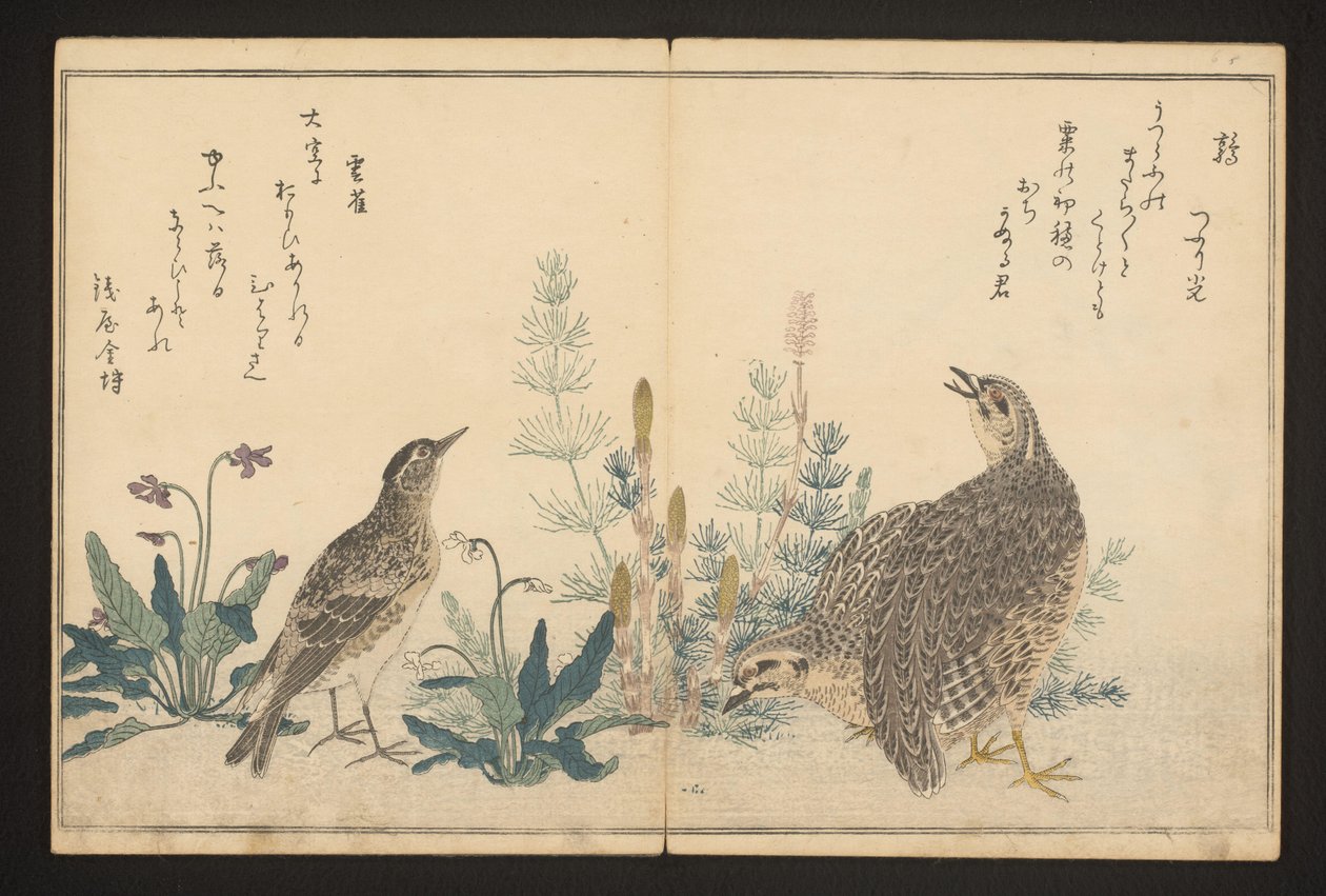 Kwartel en leeuwerik door Kitagawa Utamaro