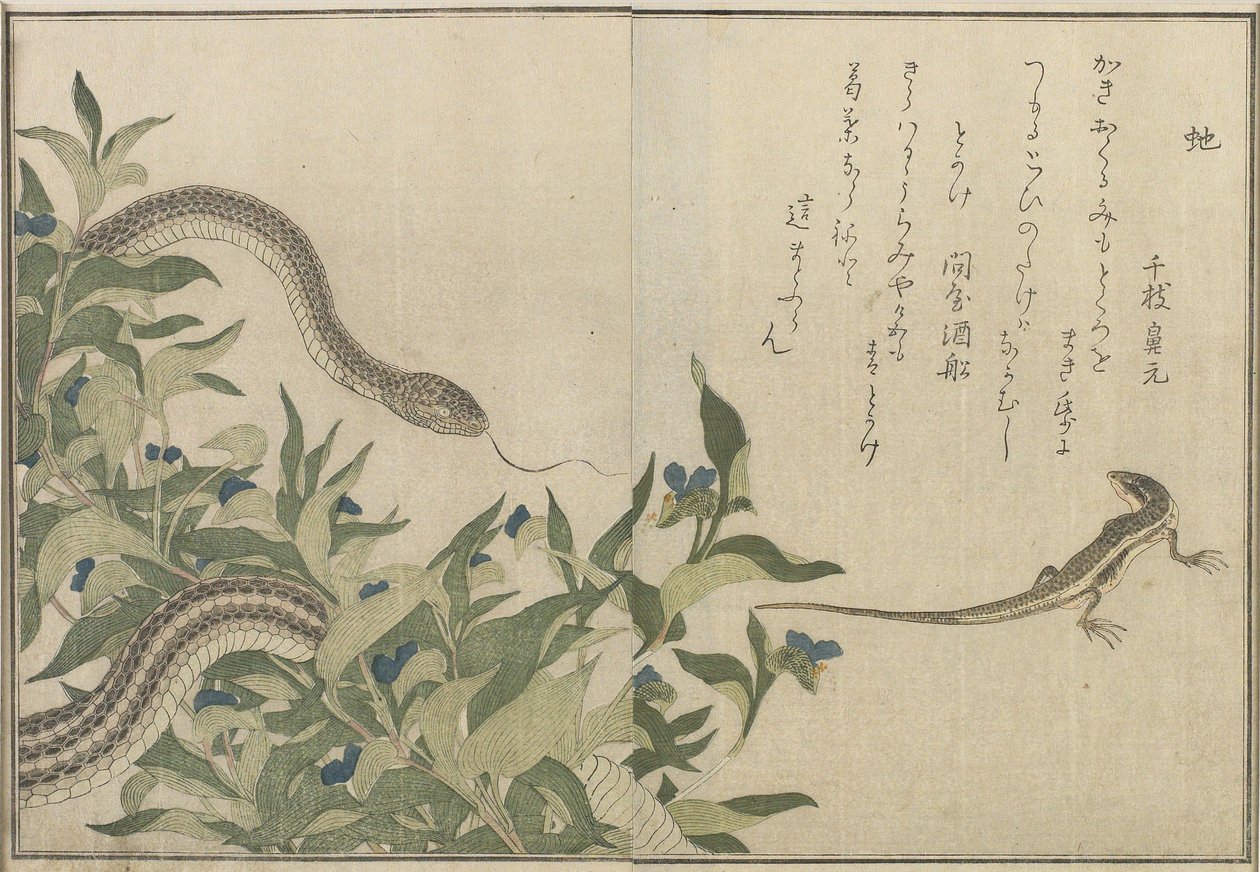 Slang en Hagedis, 1788 door Kitagawa Utamaro
