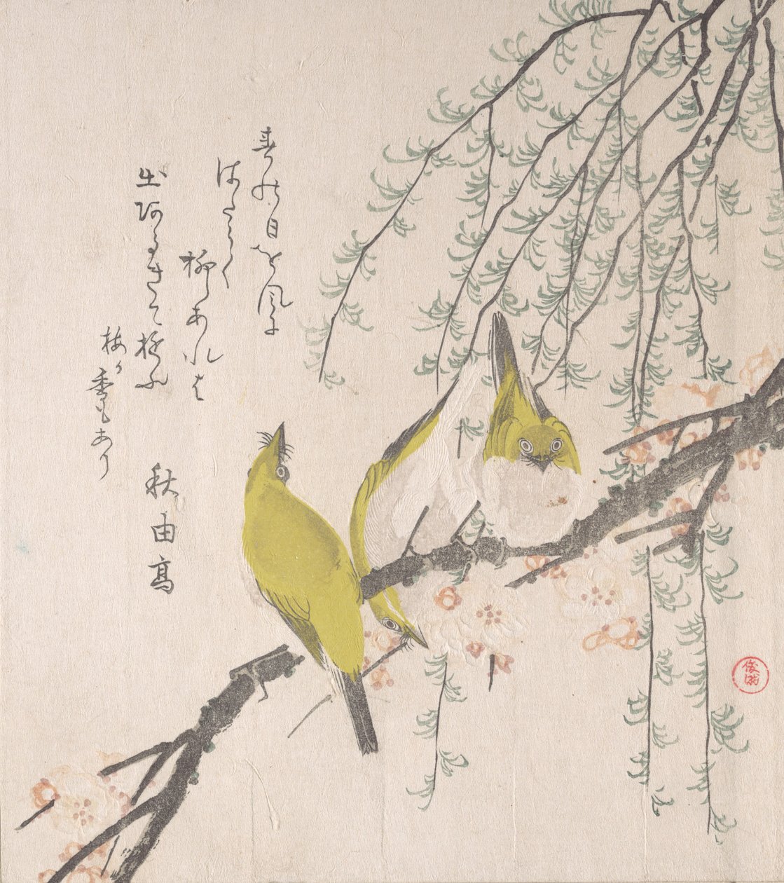 Japanse Witte Ogen met Pruimenboom en Wilg..., ca. 1810 door Kubo Shunman