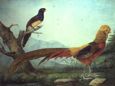 Een gouden fazant en een trogon door L.F.A. Panhuts