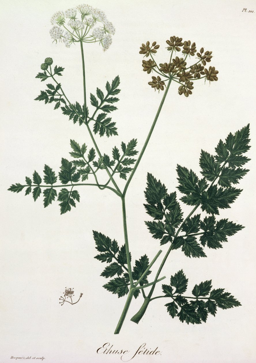 Aethusa Cynapium uit 