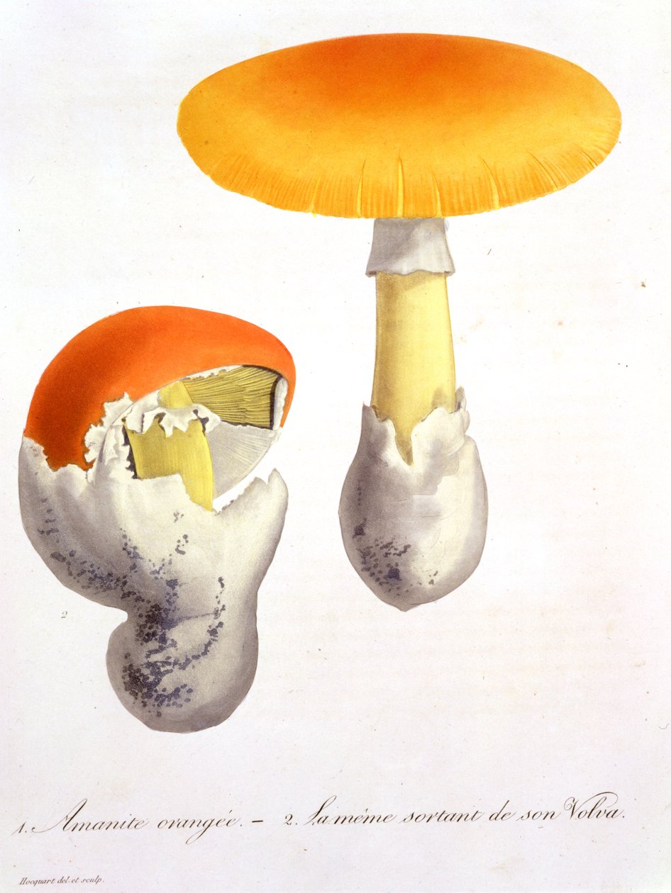 Amanita Caesaria uit 