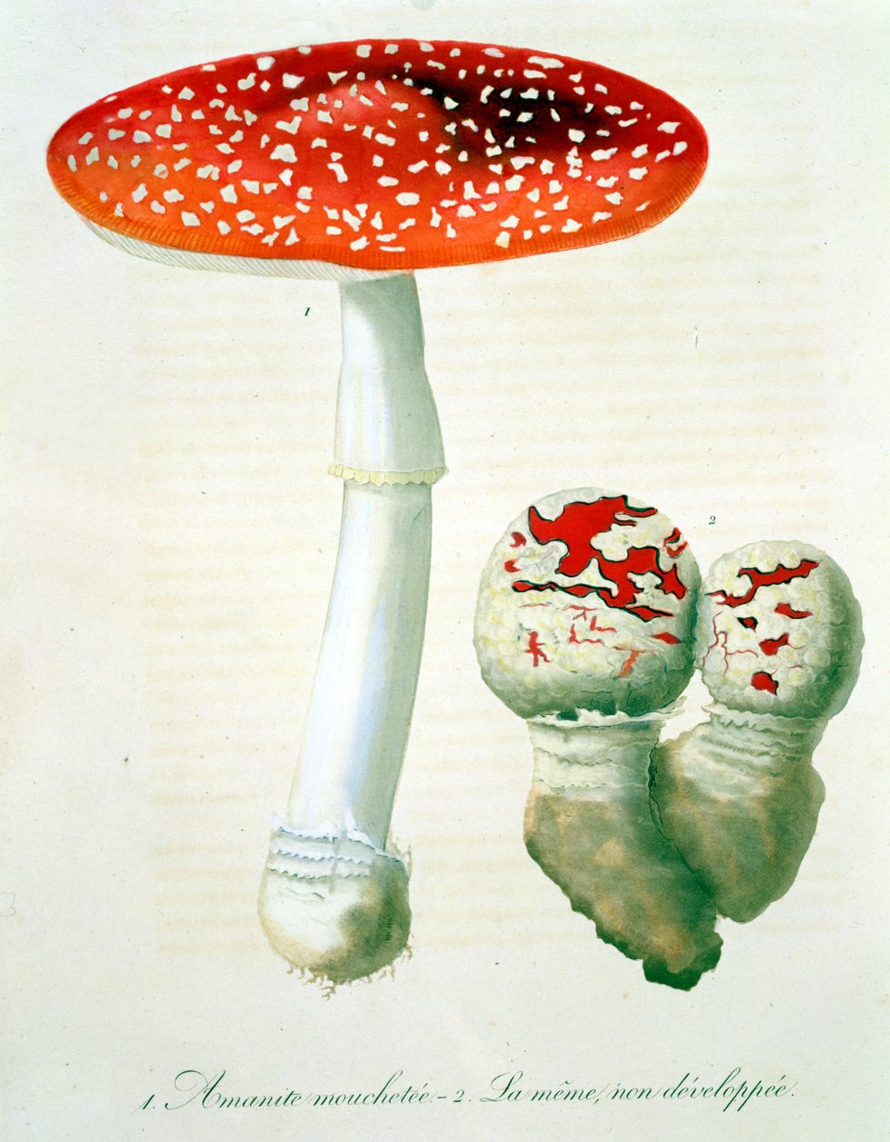 Amanita Muscaria uit 