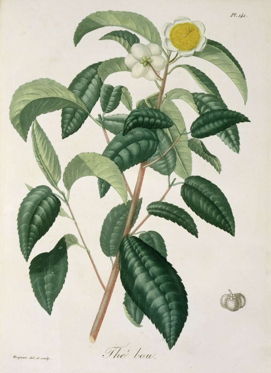 Camellia Thea uit 