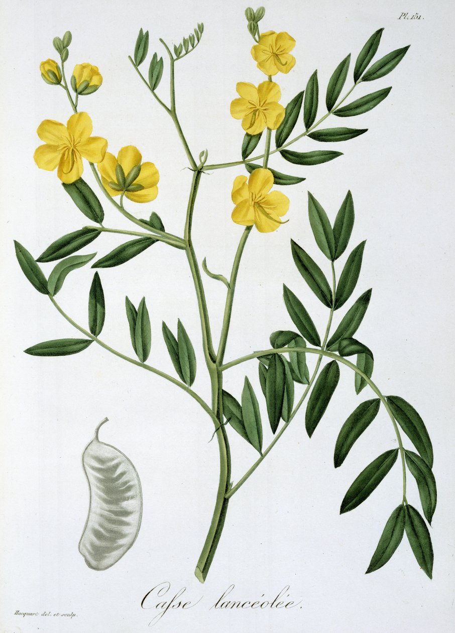 Cassia uit 