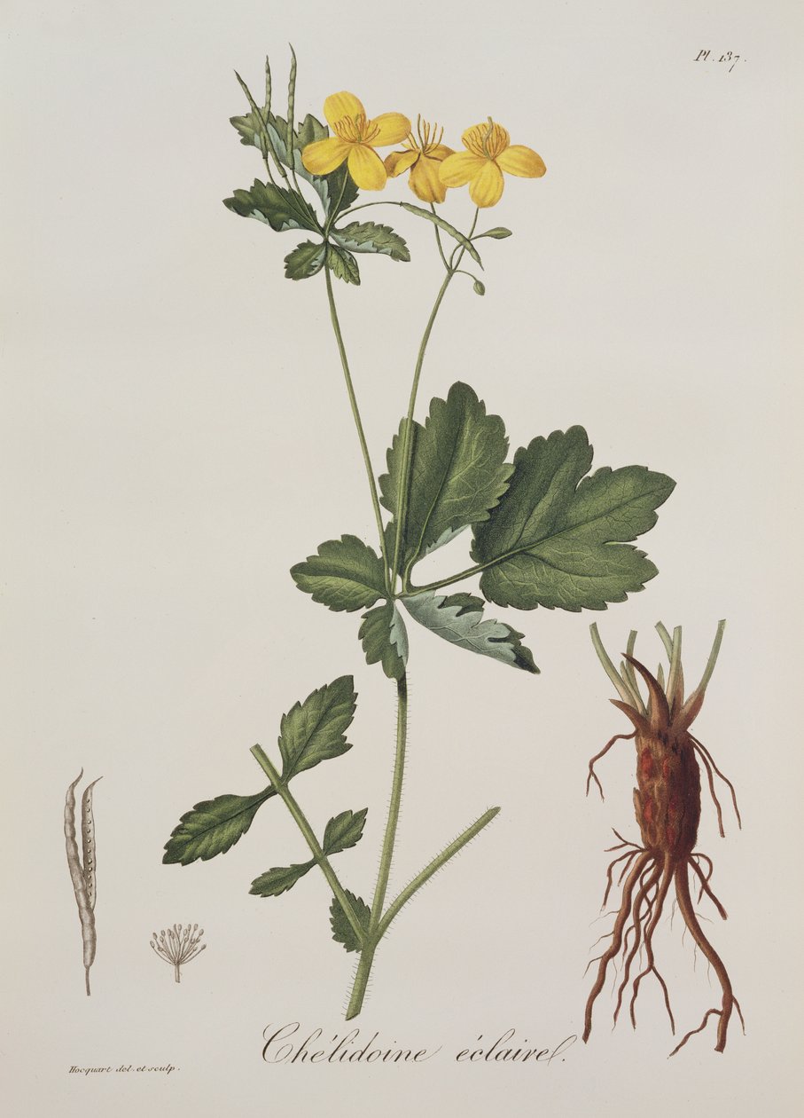Celidonium Majus uit Phytographie Medicale door Joseph Roques, gepubliceerd in 1821 door L.F.J. Hoquart