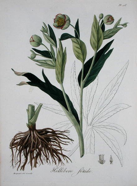 Helleborus Foetidus uit 