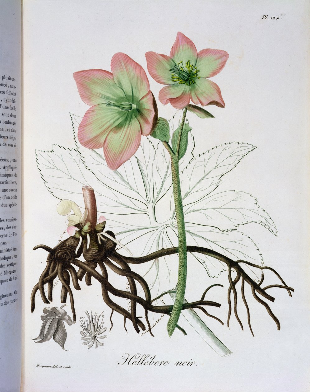 Helleborus Niger uit 