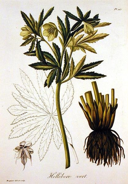 Helleborus Viridis uit 