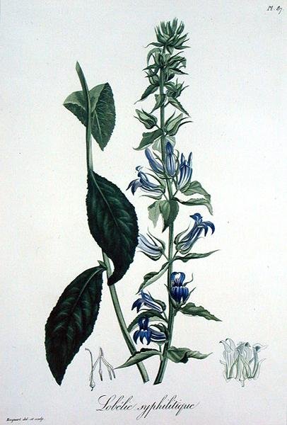 Lobelia Siphilitica uit 