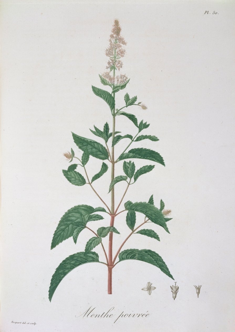 Mentha Piperita uit 