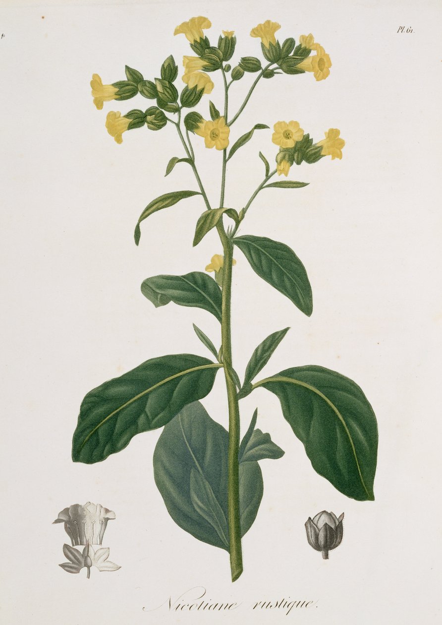 Nicotiana uit 