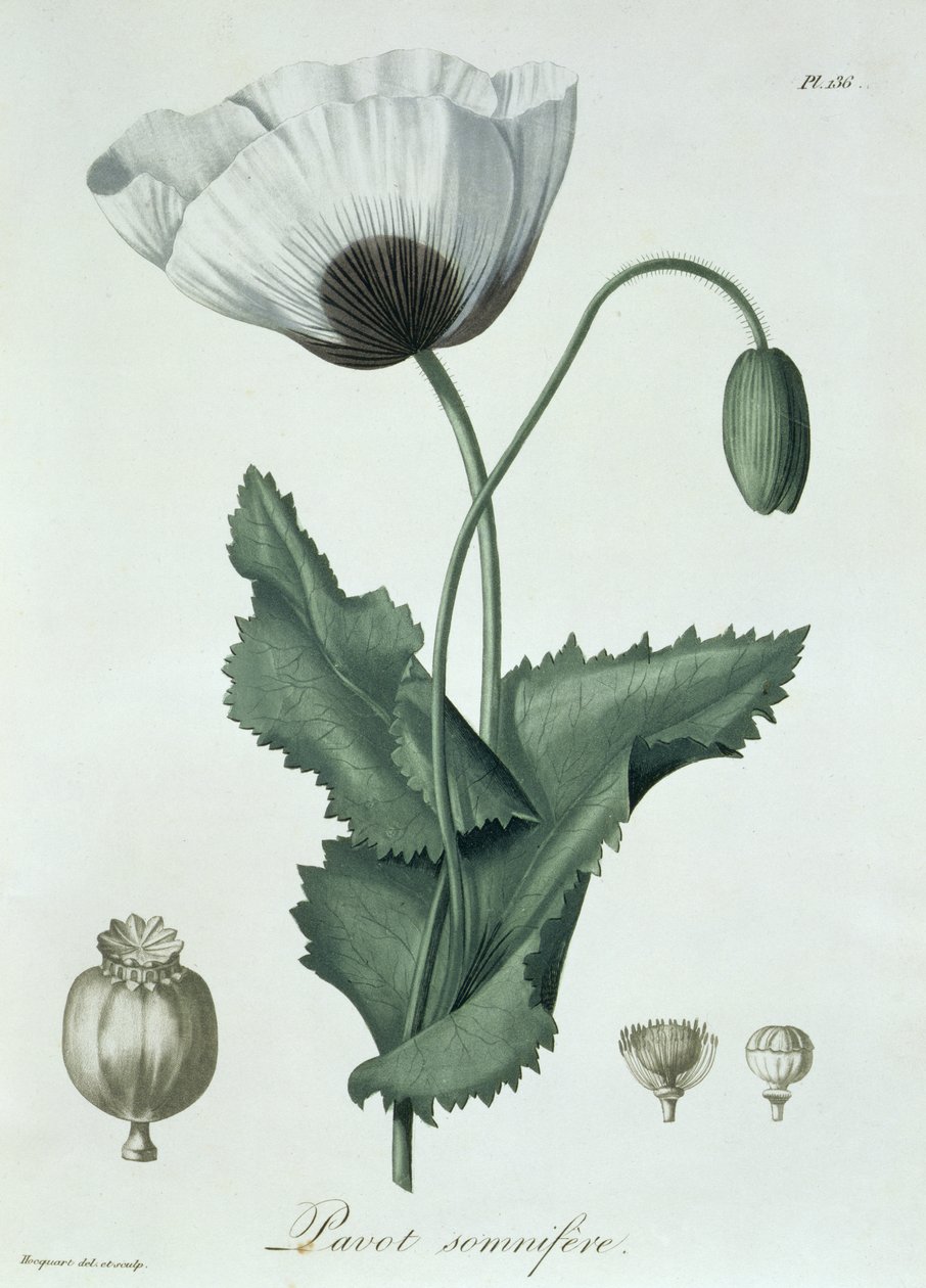 Papaver Somniferum uit 