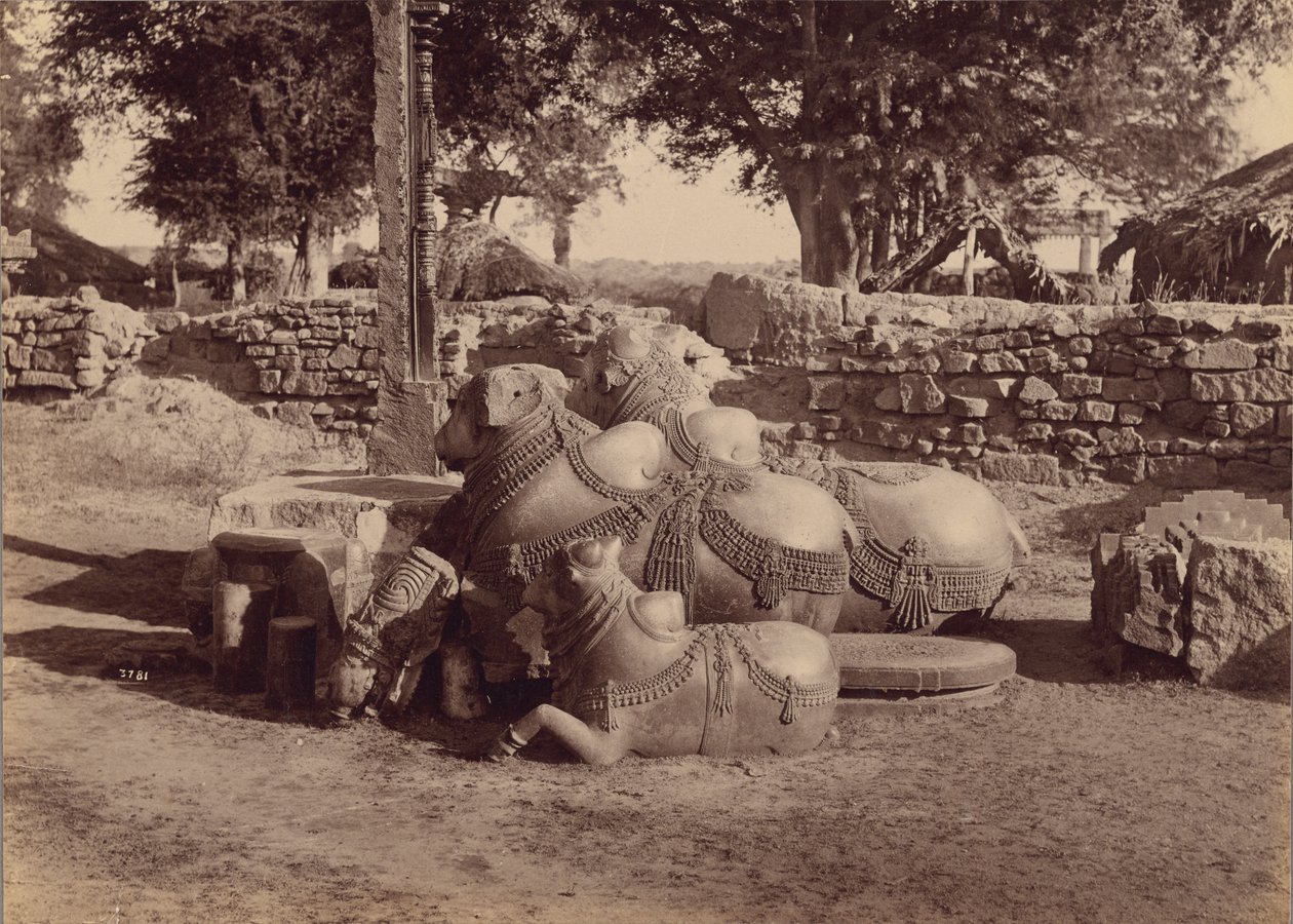 Stieren of Nadias met versieringen Zijaanzicht, Warangal, Hyderabad, Deccan door Lala Deen Dayal