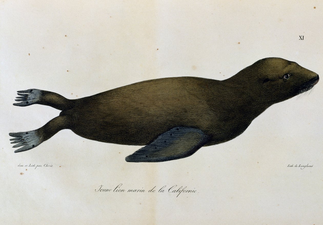 Jonge zeeleeuw, Californië, uit Voyage pittoresque autour du monde door Langlume Langlume