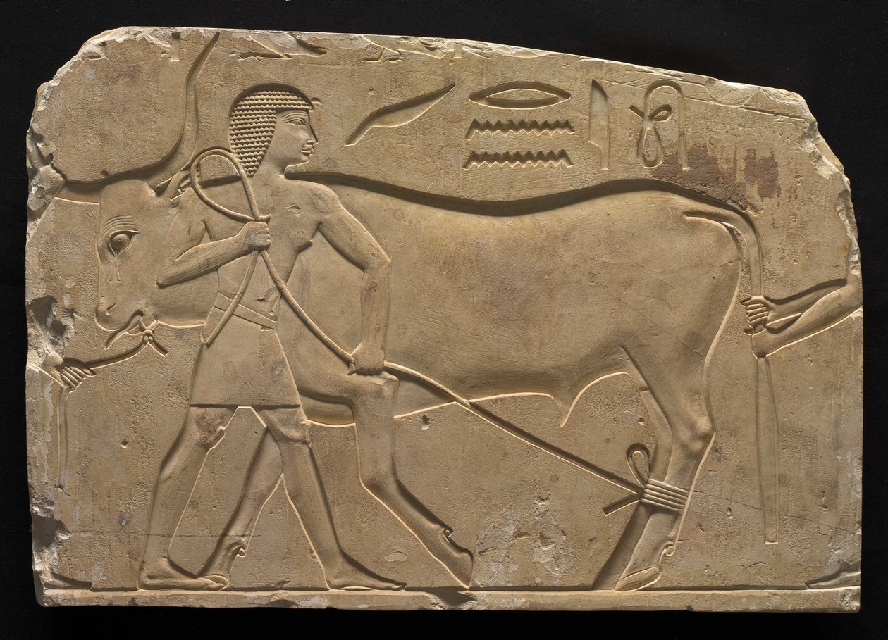 Mannen die een os vastbinden door Late Period Egyptian