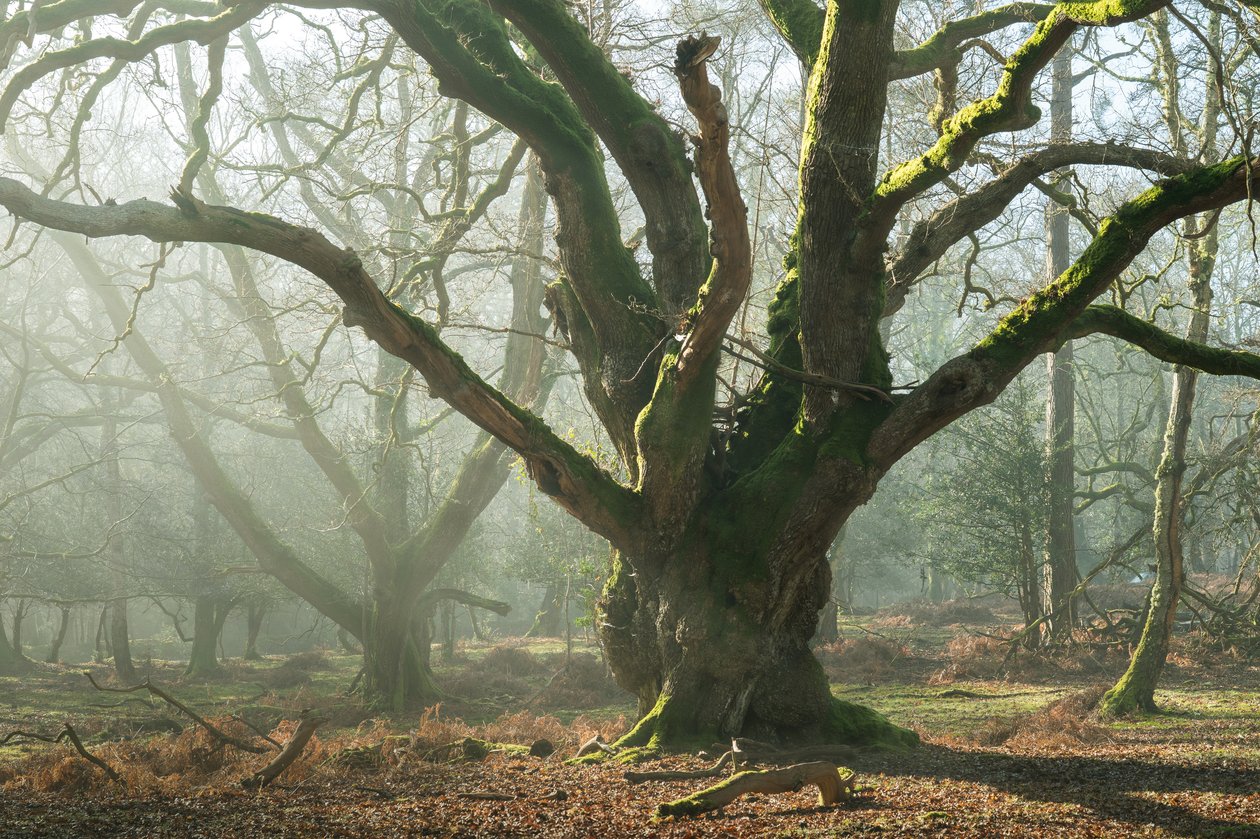 Oude broers, 2025 (foto) door Lee Cooper