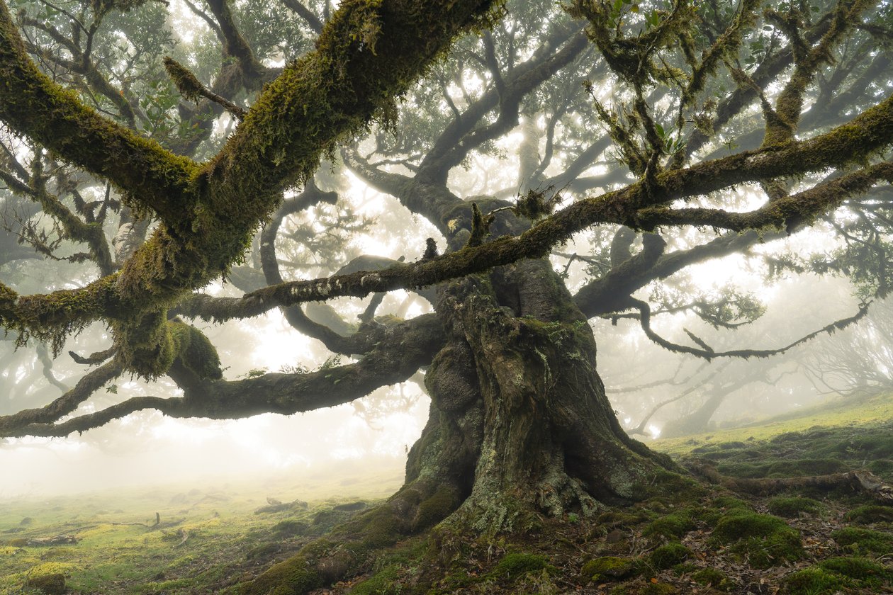 The Forest Remains II, 2023 (foto) door Lee Cooper