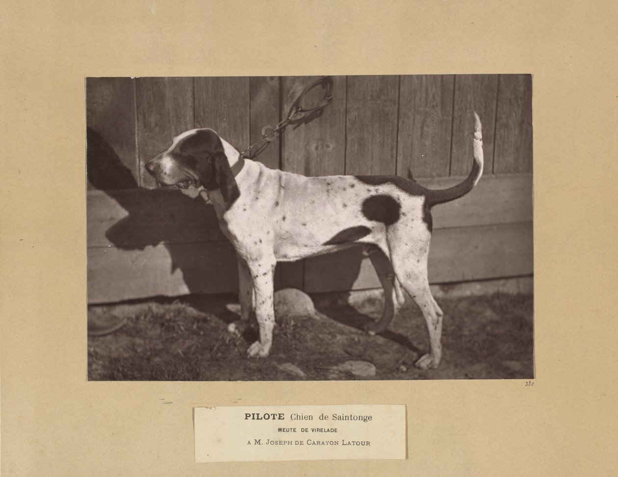 Pilote, Chien de Saintonge, Meute de Virelade, A.M. Joseph de Carayon Latour door Leon Cremiere