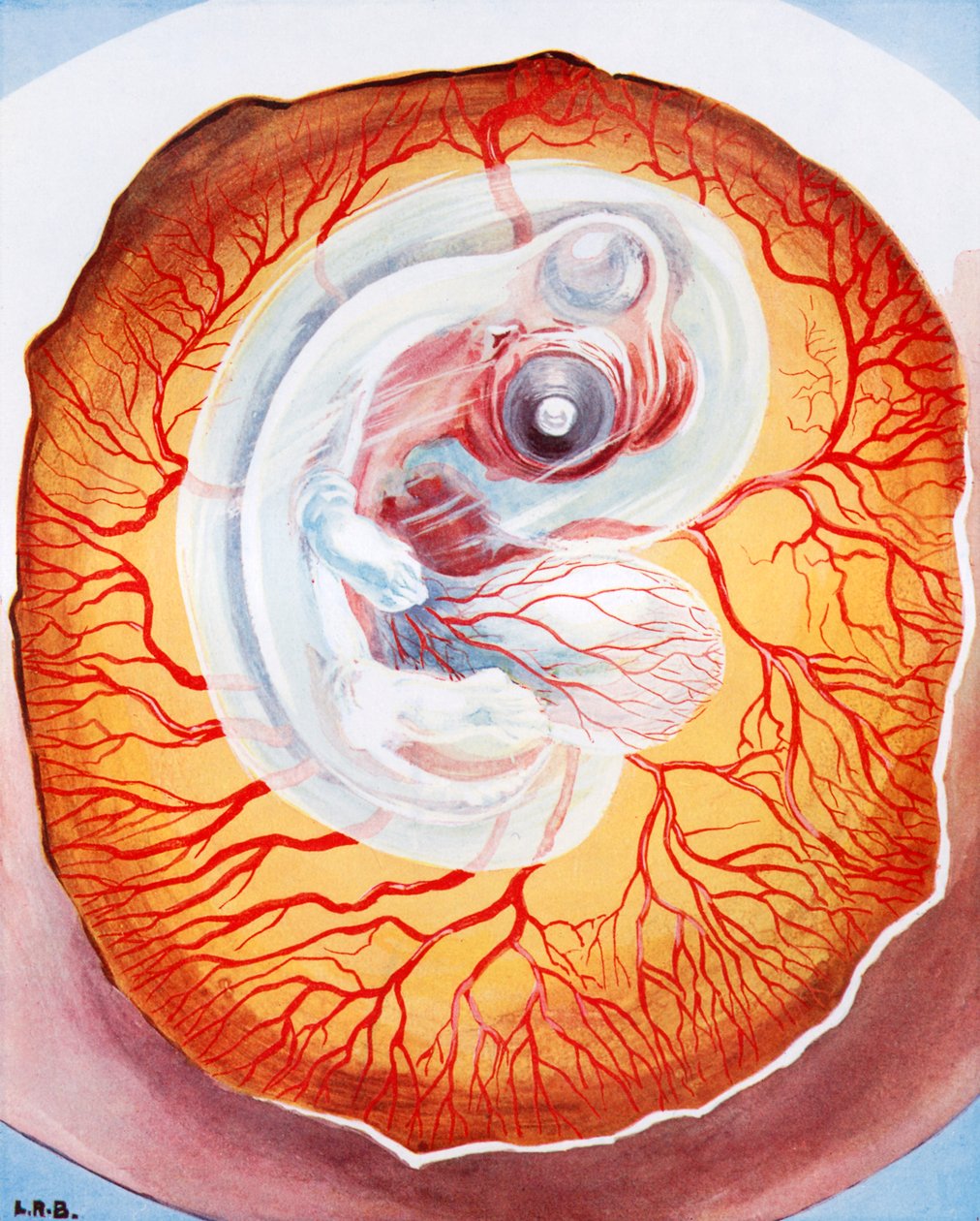 De vogel in ontwikkeling in het ei (kleurenlitho) door Leonard Robert Brightwell