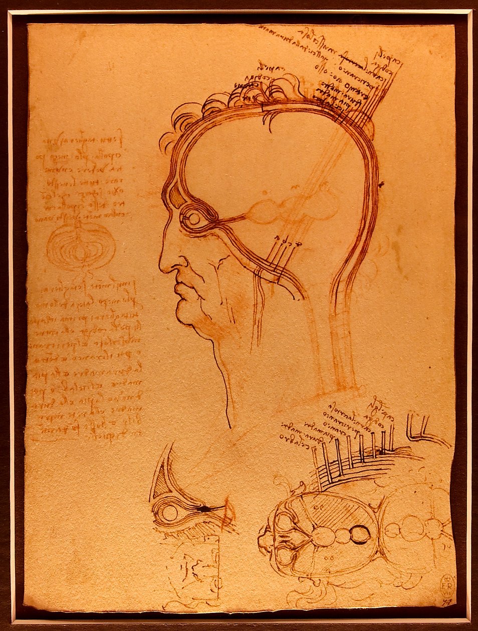 Studie schedel Luc Viatour door Leonardo da Vinci