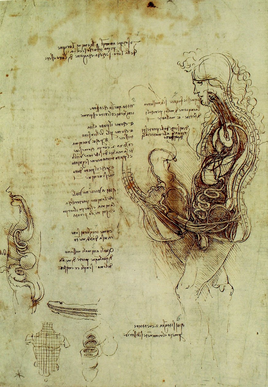 Mannelijke genitaliën door Leonardo da Vinci