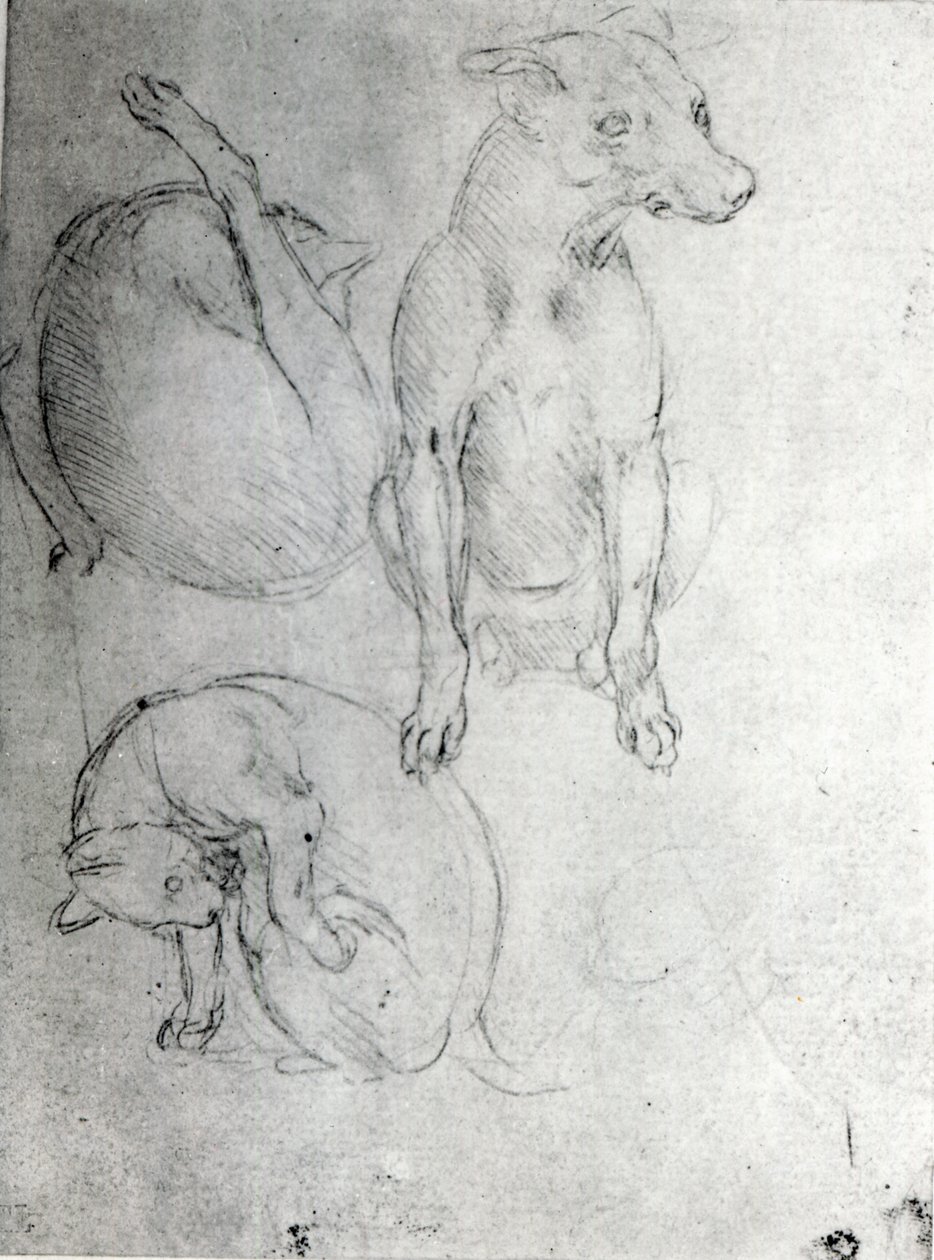 Studie van een hond en een kat, ca. 1480 door Leonardo da Vinci