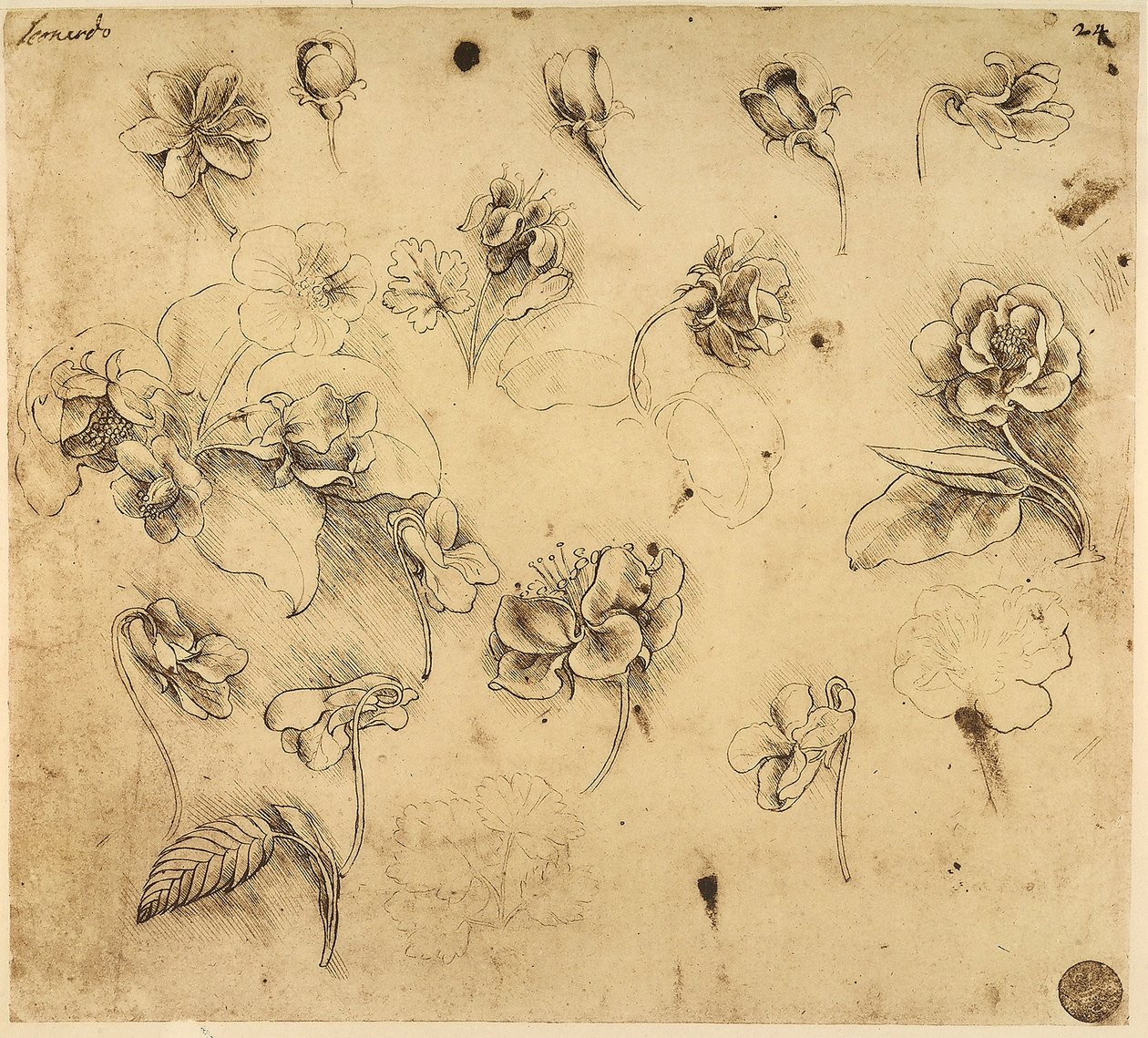 Studie van bloemen door Leonardo da Vinci