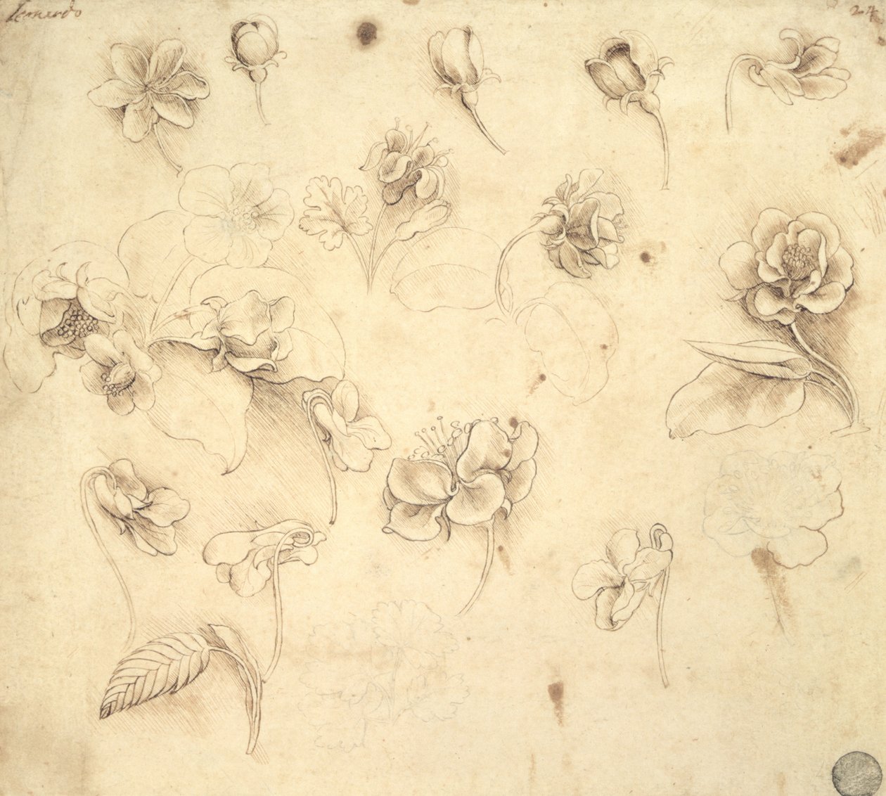 Studie van de Bloemen van Grasachtige Planten (Briza Maxima) ca.1481-83 door Leonardo da Vinci