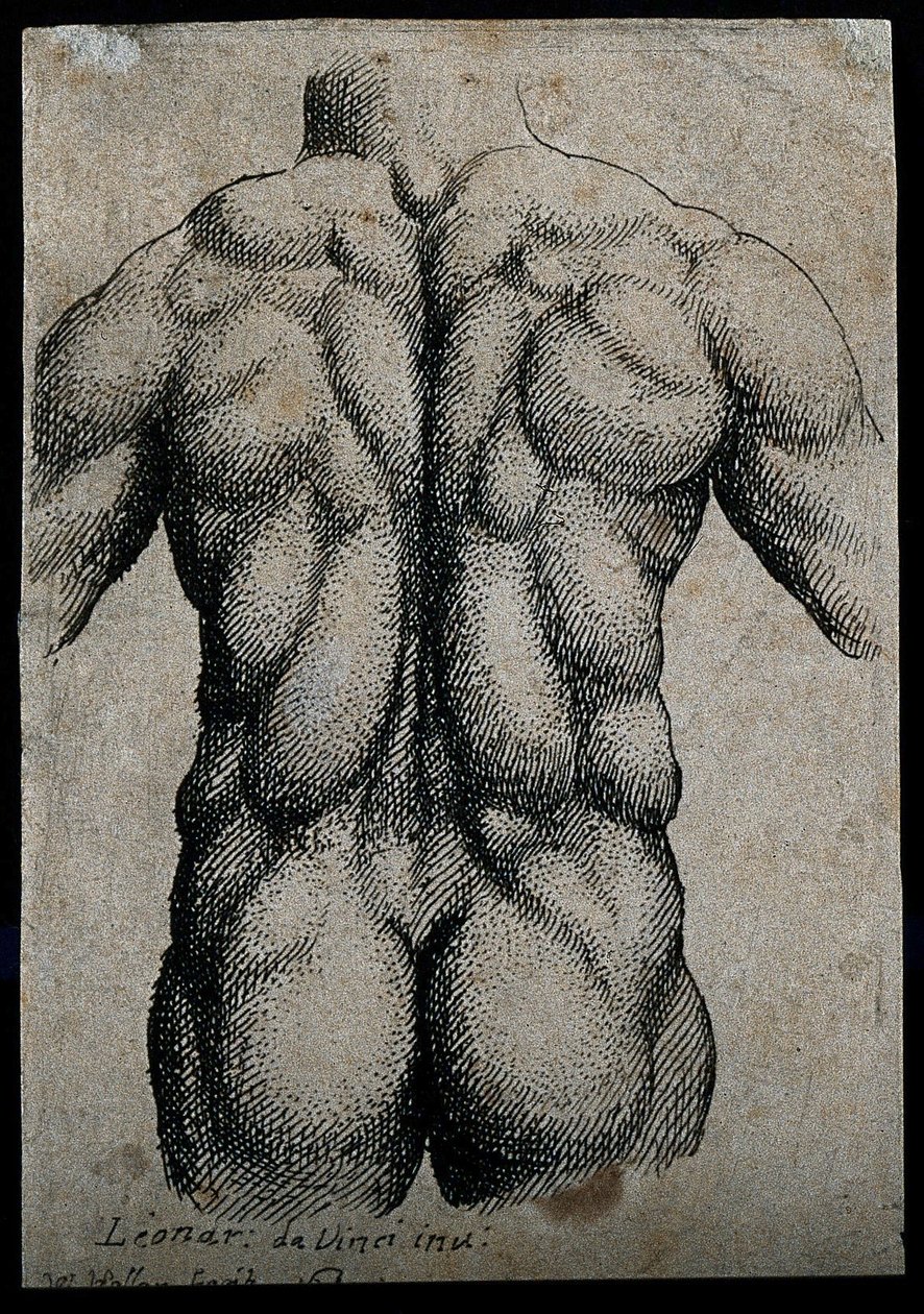 Torso van een man, gezien van achteren, met de spieren benadrukt door Leonardo da Vinci