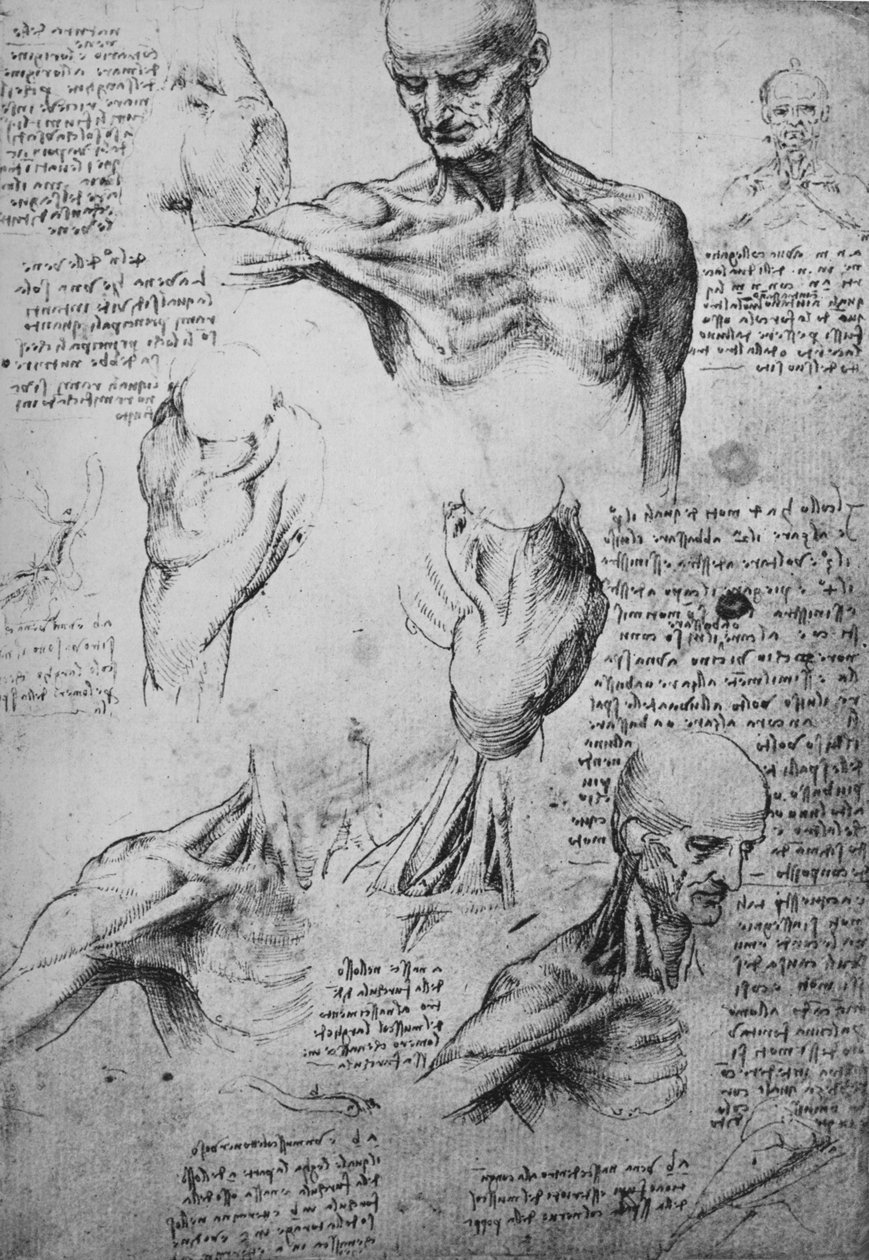 Anatomische Tekeningen van de Nek en Schouders van een Man, ca. 1480 1945 door Leonardo da Vinci