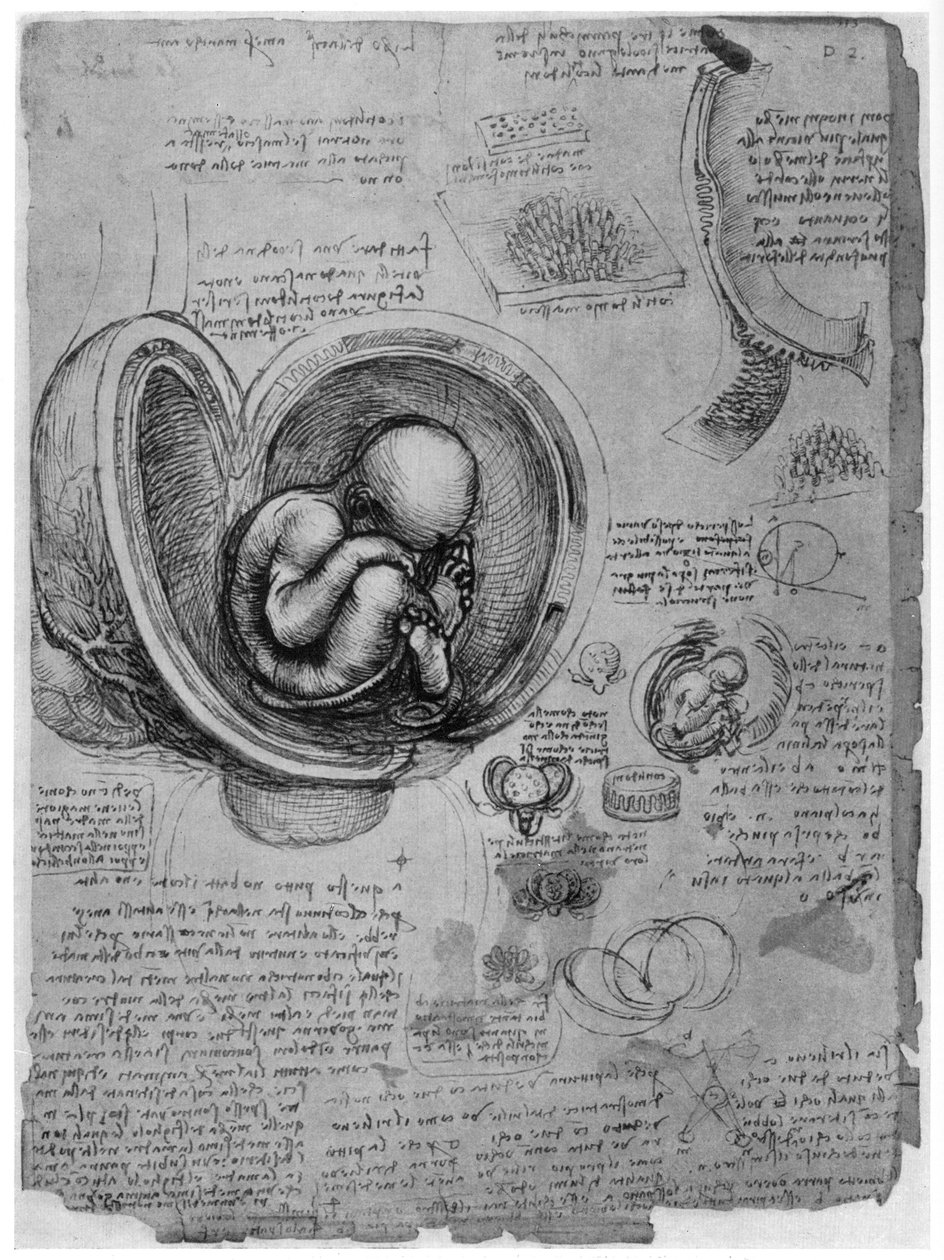 Anatomische schets van een menselijke foetus in de baarmoeder, ca. 1510 door Leonardo da Vinci