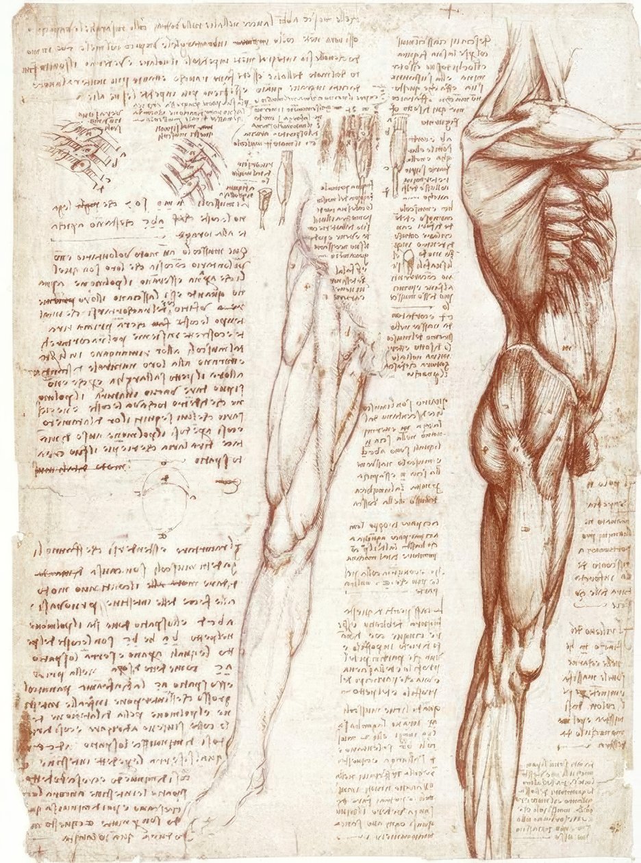 Anatomiestudies: De spieren van de romp en benen door Leonardo da Vinci