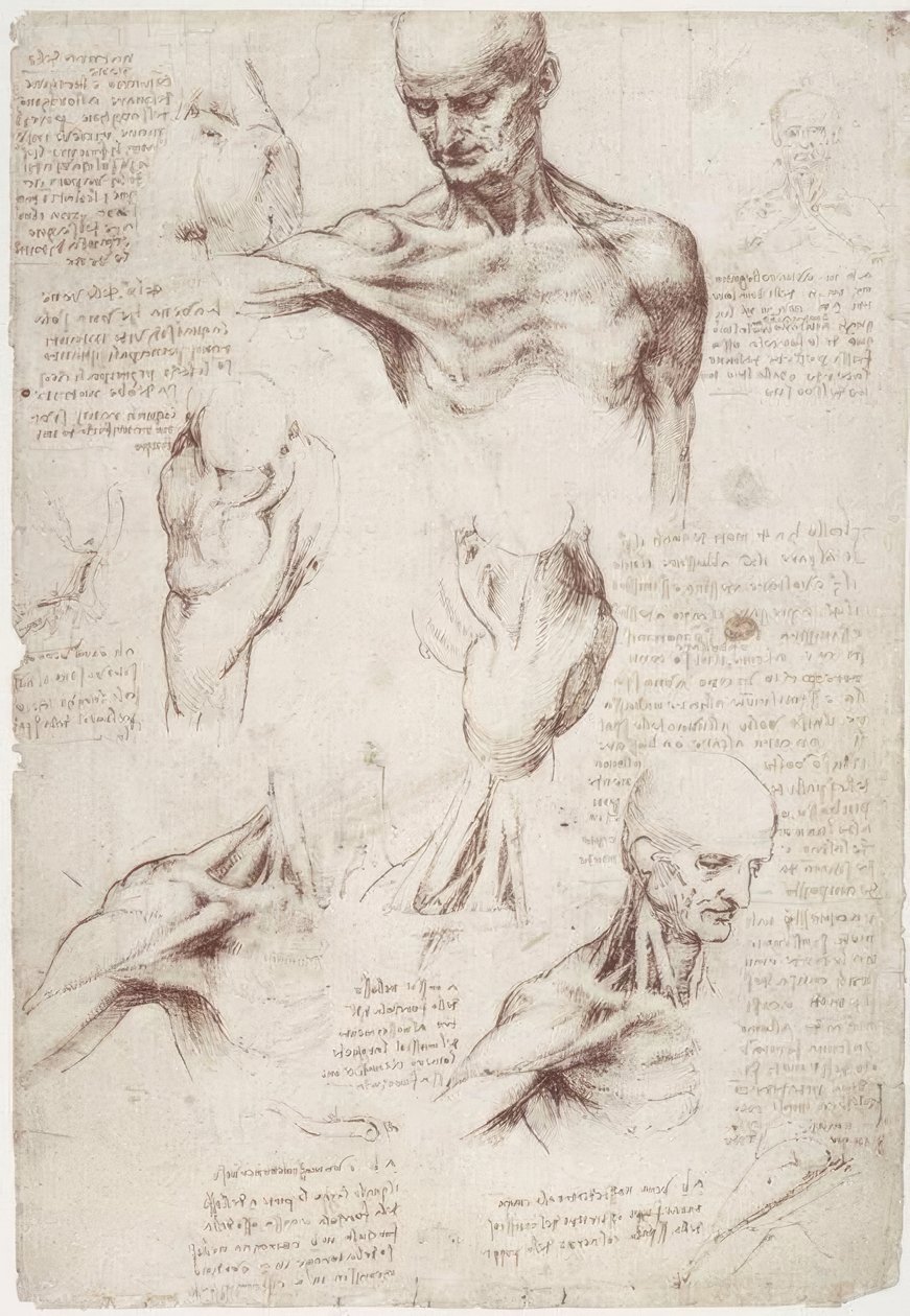 Anatomiestudies: De oppervlakkige spieren van nek en schouder door Leonardo da Vinci