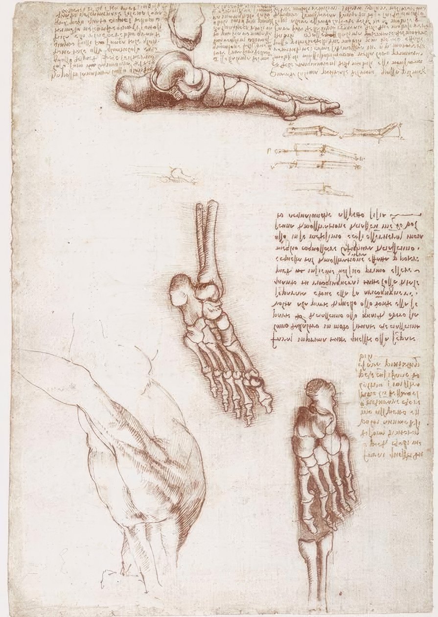 Anatomische studies: Oppervlakte-anatomie van de schouder / Botten van de voet door Leonardo da Vinci