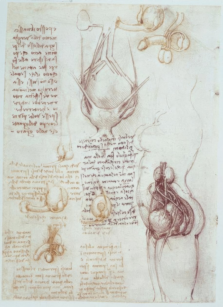 Anatomische studies: Vergelijkende voorstellingen van mannelijke en vrouwelijke genitaliën door Leonardo da Vinci