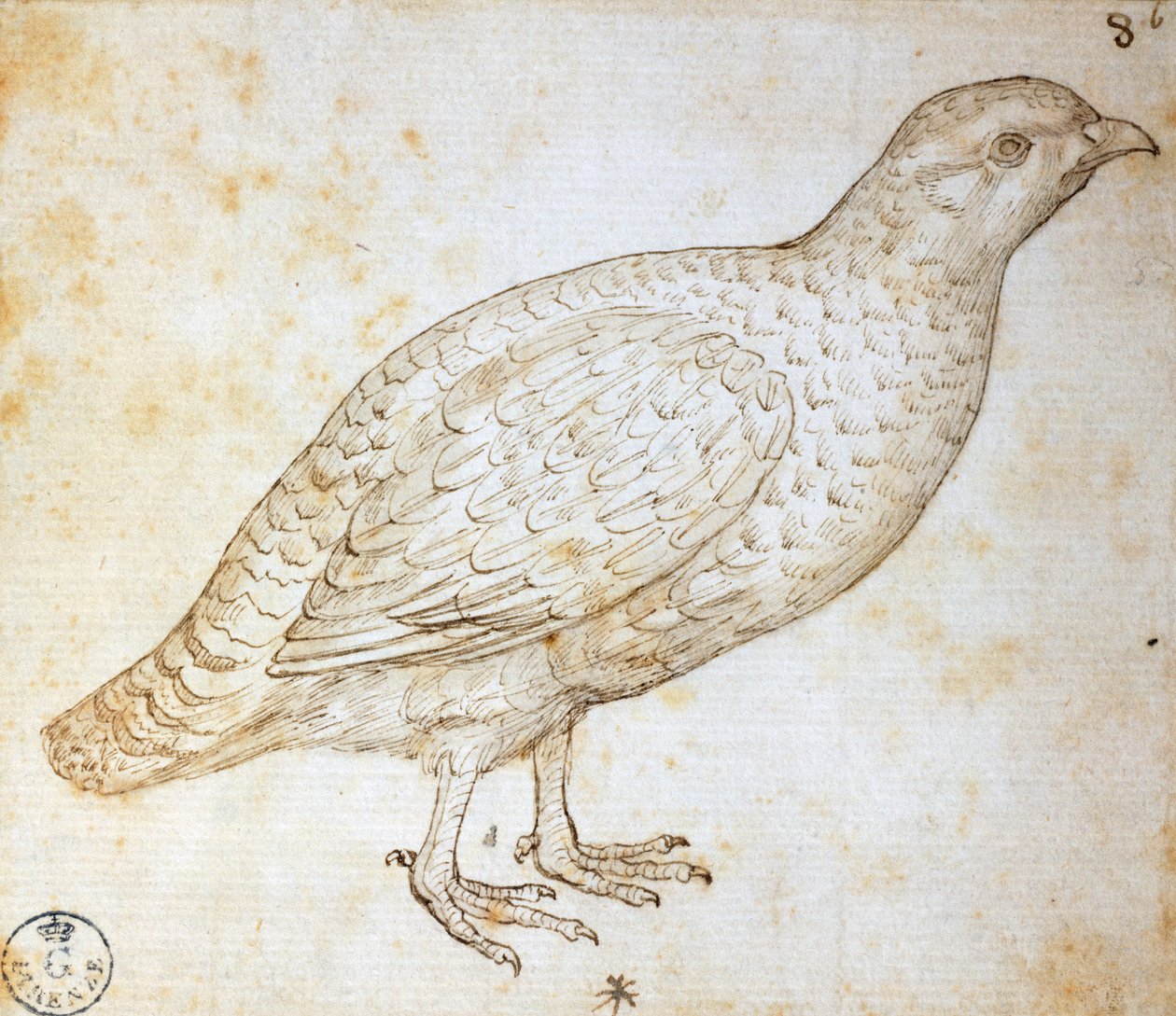 Dierstudies: kwartel, door Leonardo da Vinci (1452-1519), tekening door Leonardo da Vinci