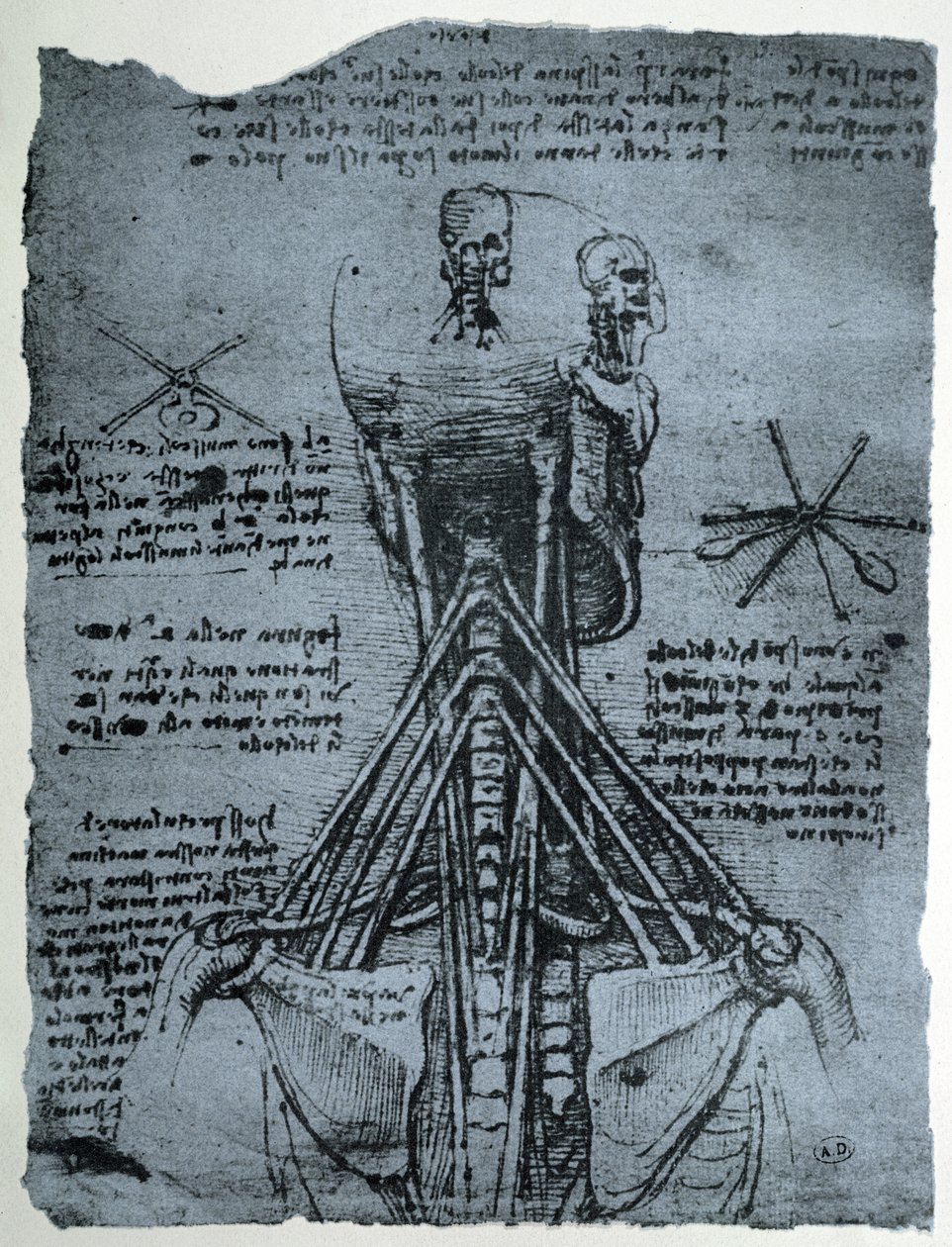 Botstructuur van de menselijke nek en schouder, facsimile kopie door Leonardo da Vinci