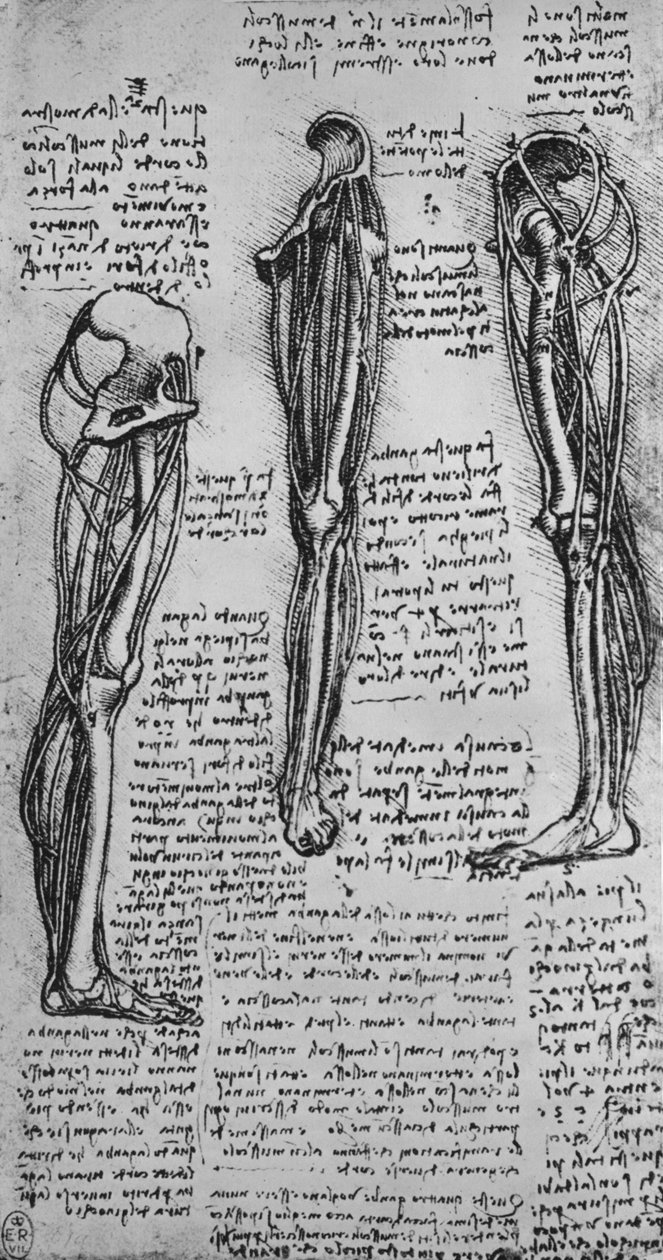 Tekeningen van een linkerbeen met botten en pezen door Leonardo da Vinci