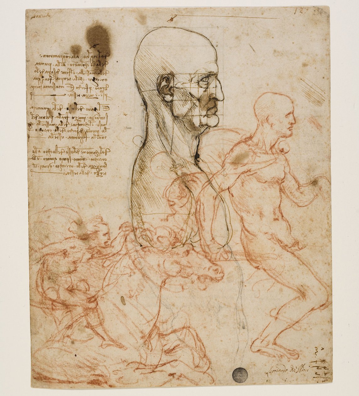 Menselijke buste in profiel met studie van verhoudingen, ca. 1490-1499 door Leonardo da Vinci