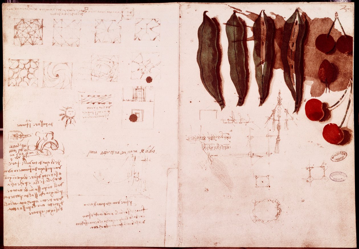 Aantekeningen en schetsen van botanie en geometrie door Leonardo da Vinci