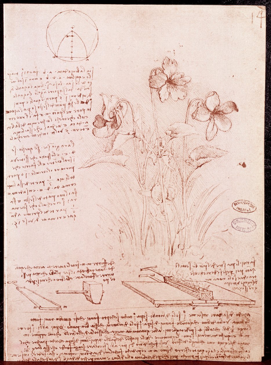 Aantekeningen en schetsen van botanie en geometrie: narcis door Leonardo da Vinci