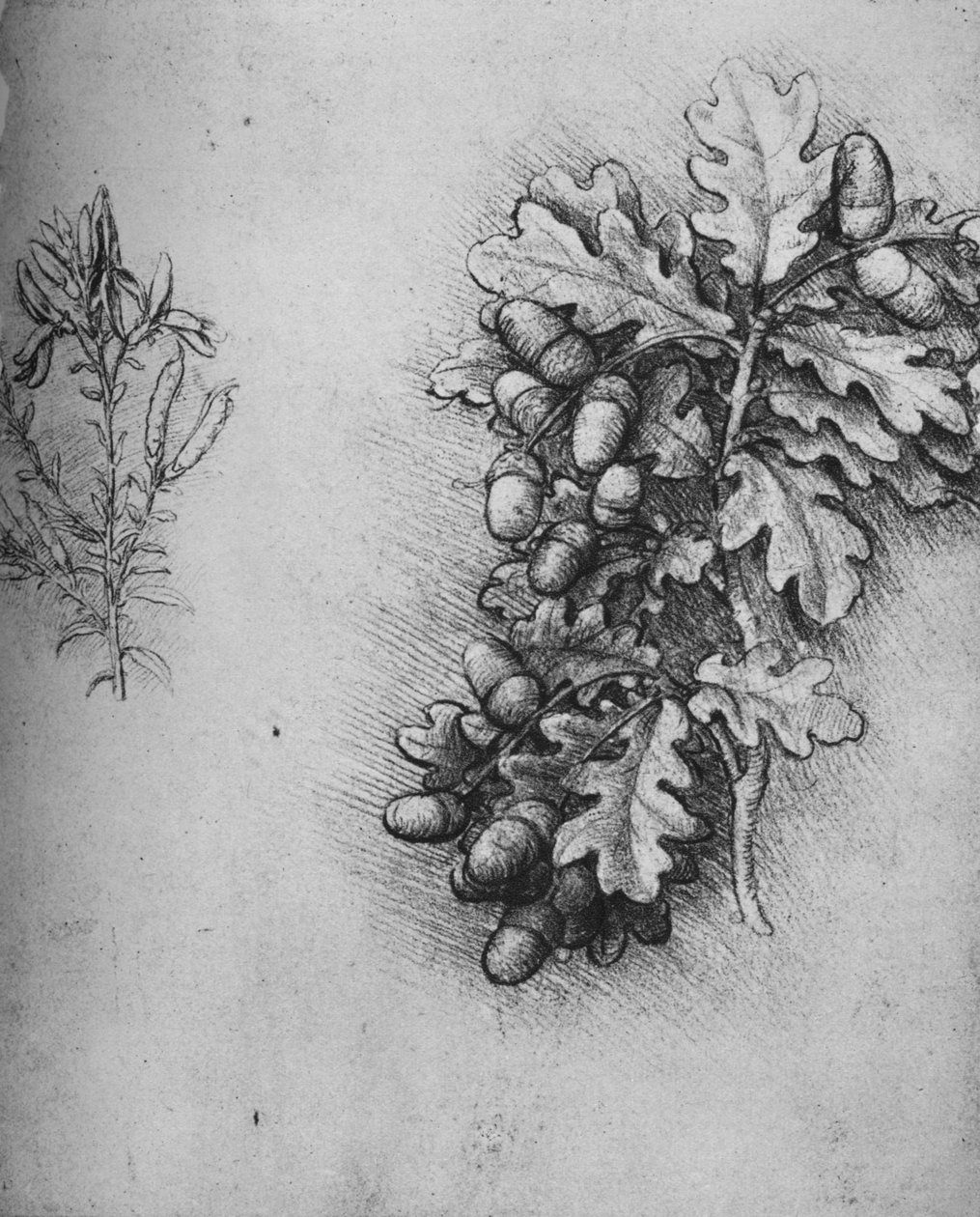 Eikenbladeren met eikels en verfbrem, ca. 1480 1945 door Leonardo da Vinci